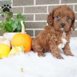 Libby, Cavapoo Puppy